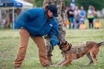 Military working dog holding person in padded suit.