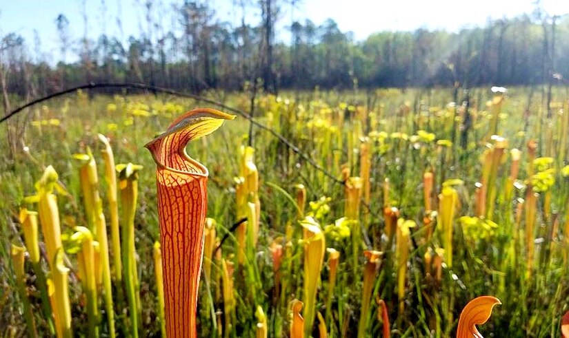 From Antiquated to Automated: USACE wetland delineation tool helps ...