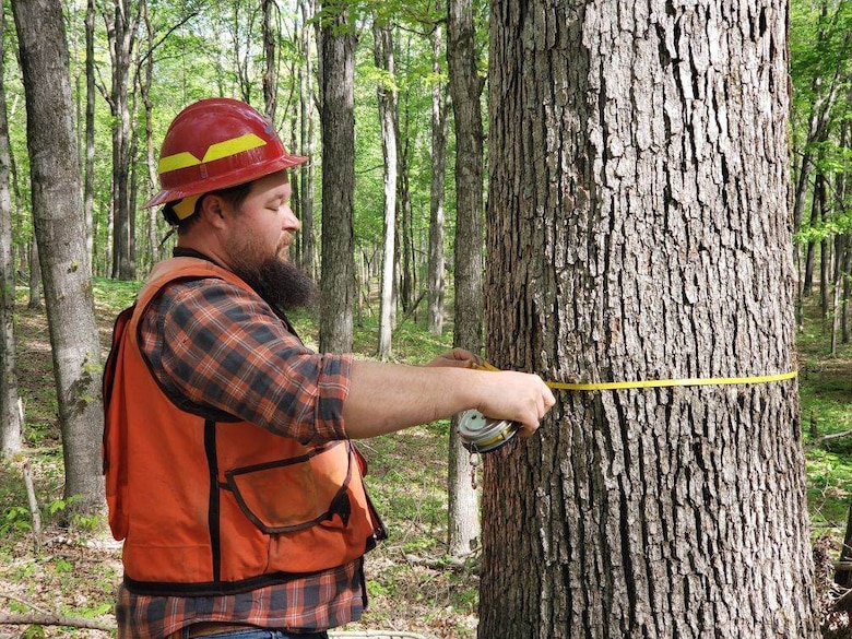 Martin Wilson, Louisville District forester, measures a white oak during timber inventory.