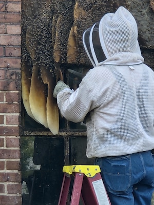 Bill Castro, beekeeper, cuts honeycomb during extraction, Jul. 27, 2023.