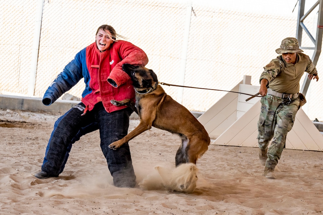 An airman holds a military working dog on a leash as it bites a fellow airman wearing protective gear on a sandy surface.