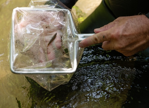 Biologist holds a net containing a fish.