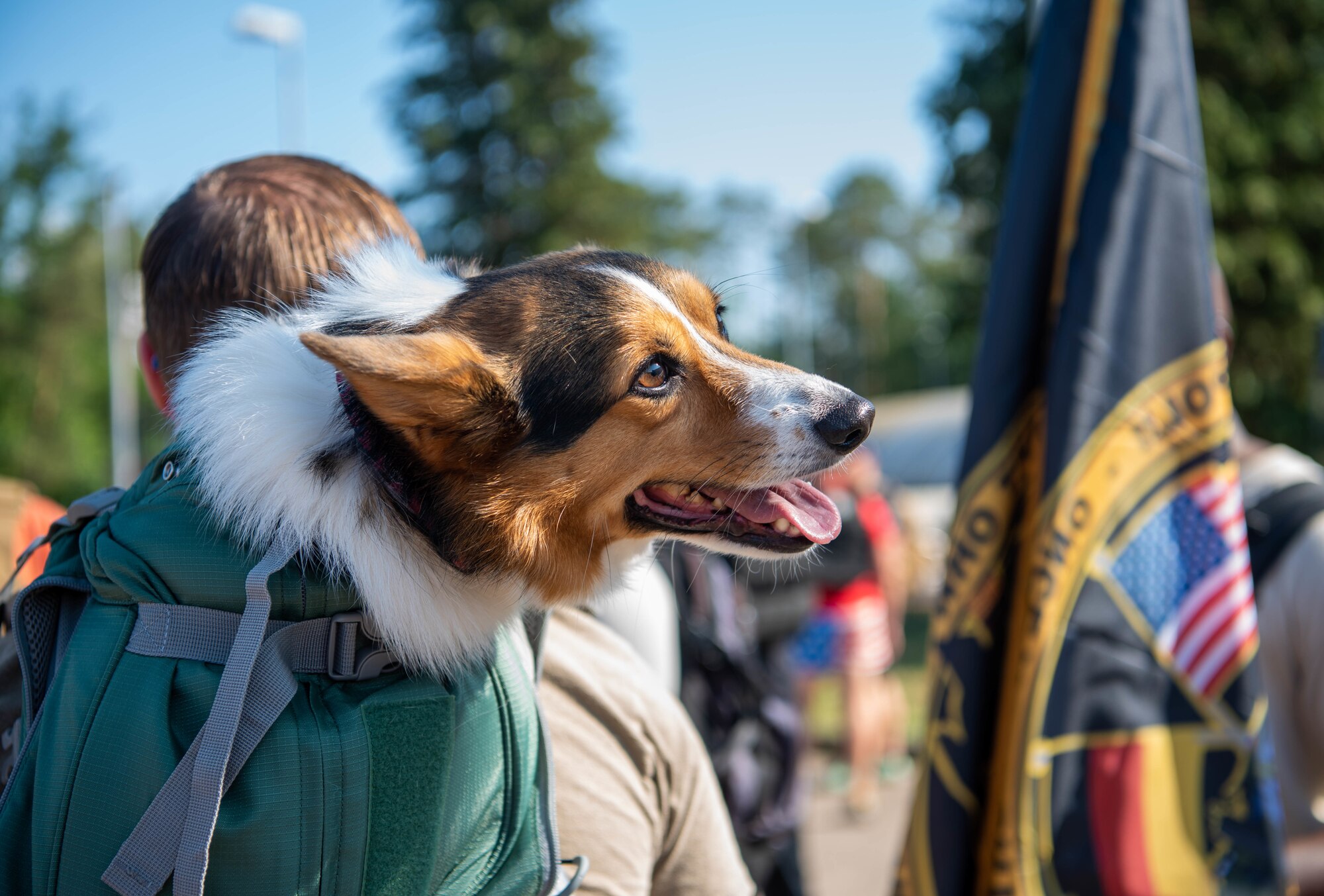 Dog sits in backpack.