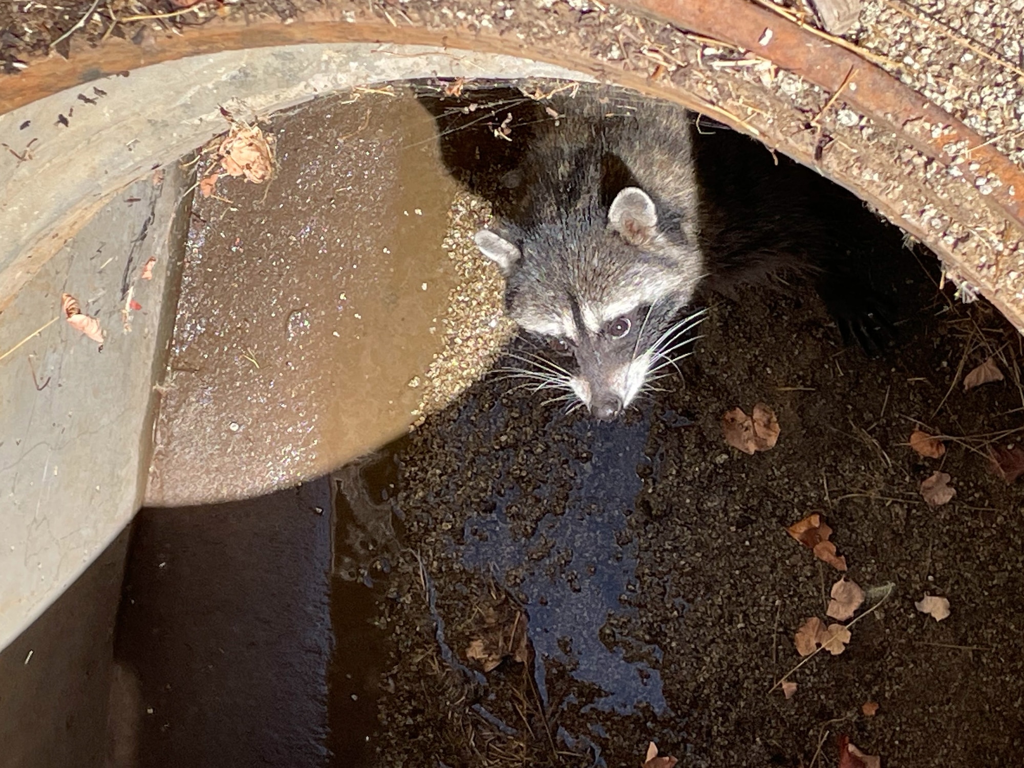 A raccoon pokes its head out of a sewage pipe on Beale Air Force Base, California, Aug. 4, 2023.