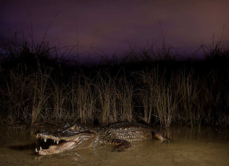 An adult spectacled caiman captured in the Biscayne Bay Coastal Wetlands, an Everglades restoration project.