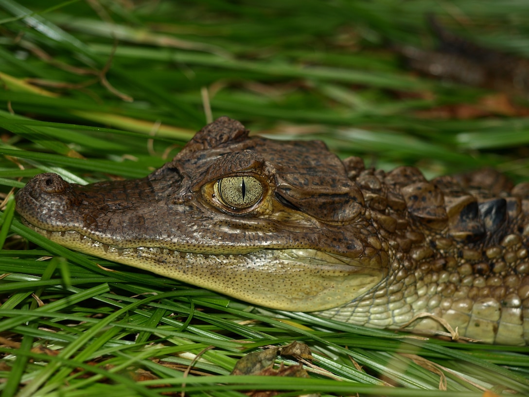 A juvenile spectacled caiman captured in one of South Florida’s Everglades restoration projects.