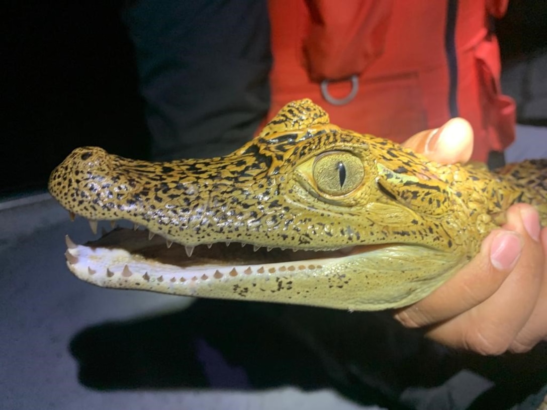 A juvenile spectacled caiman captured in Water Conservation Area 3A while conducting American alligator research.