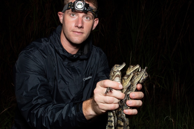 A pod of juvenile spectacled caimans captured in the C-111 Spreader Canal Western project by UF/IFAS Croc Docs researcher Sidney Godfrey.