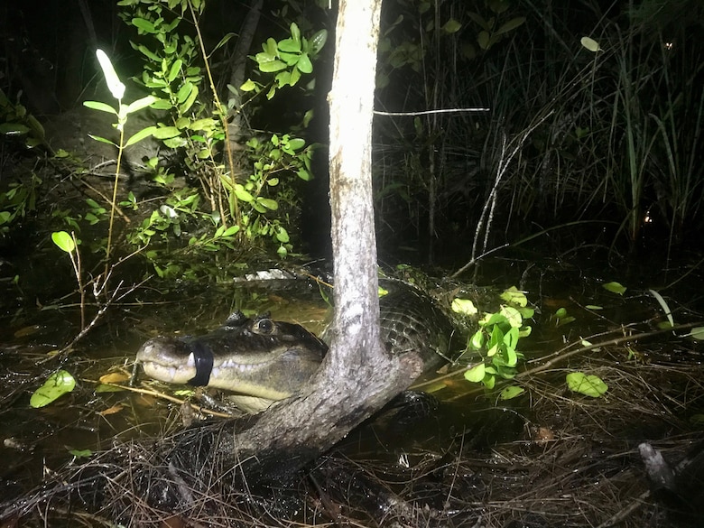 An adult male spectacled caiman captured in the Biscayne Bay Coastal Wetlands, an Everglades restoration project.