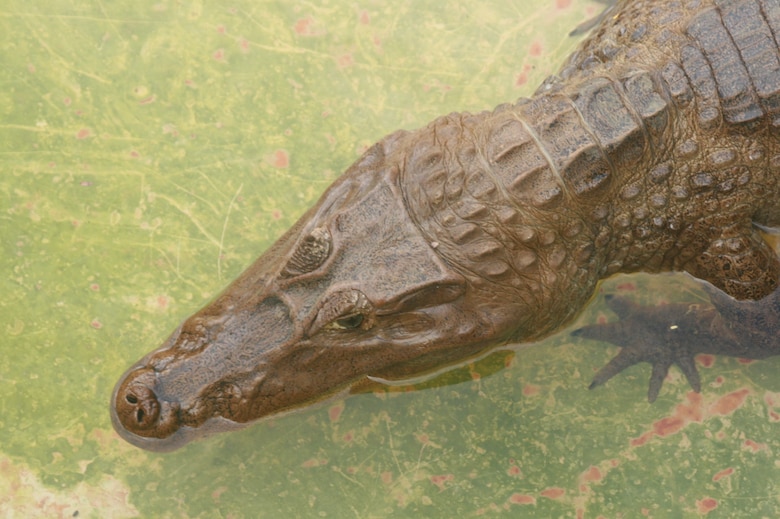 An adult spectacled caiman on display at the Everglades Alligator Farm.