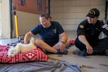 230804-N-YF131-1030 SEATTLE (Aug. 4, 2023) Cmdr. Jennifer Dolder, left, from Los Angeles, assigned to Naval Station Everett, volunteers with Sailors from the Kingston-class coastal defense vessel HMCS Yellowknife (MM 706) at Emerald City Pet Rescue during Seattle Fleet Week. Seattle Fleet Week is a time-honored celebration of the sea services and provides an opportunity for the citizens of Washington to meet Sailors, Marines and Coast Guardsmen, as well as witness firsthand the latest capabilities of today’s U.S. and Canadian maritime services. (U.S. Navy photo by Mass Communication Specialist 2nd Class Madison Cassidy)