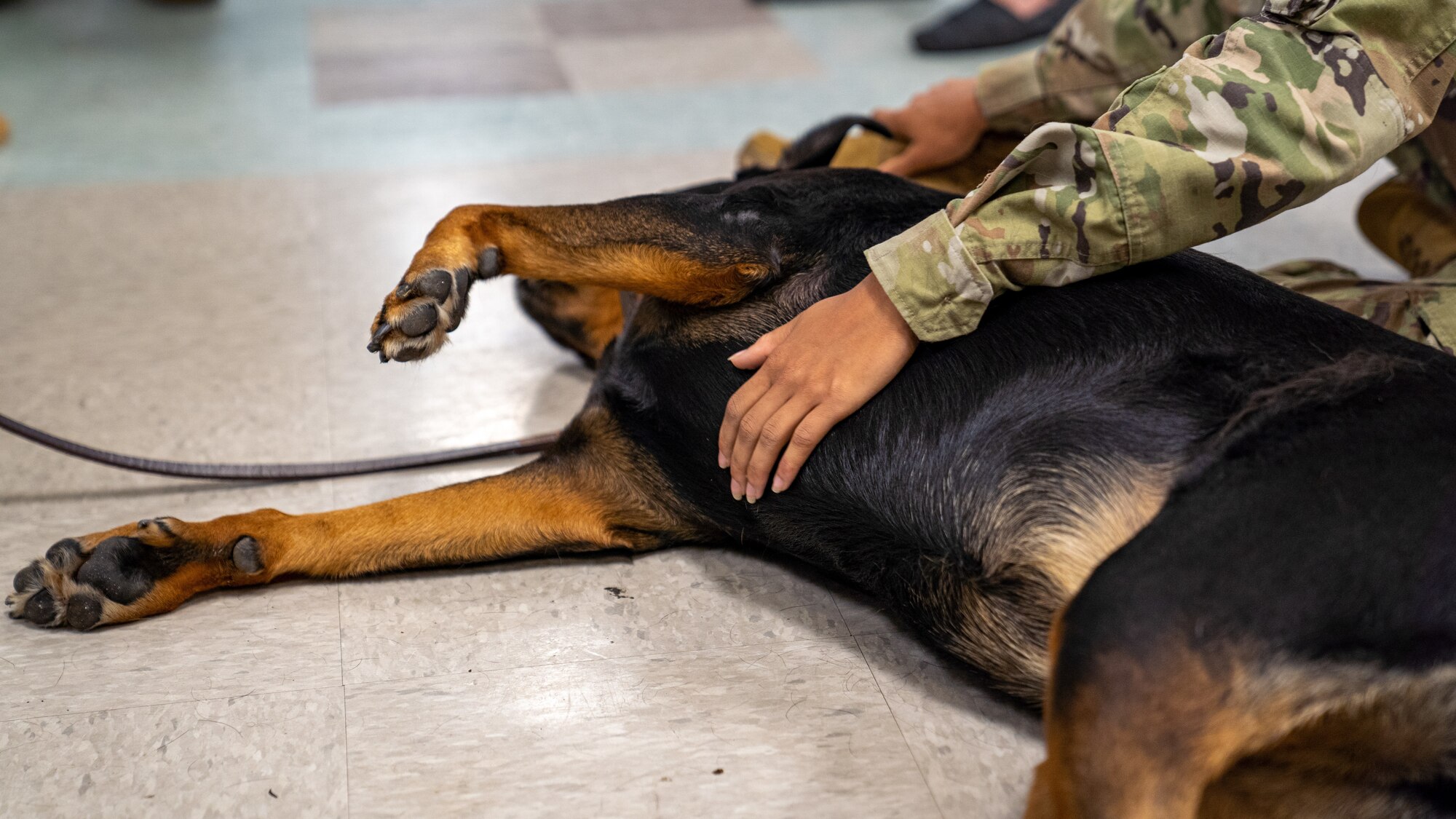 An Airman in training from the 81st Training Group engage with therapy dogs at the Levitow Training Support Facility on Keesler Air Force Base, Mississippi, July 13, 2023.