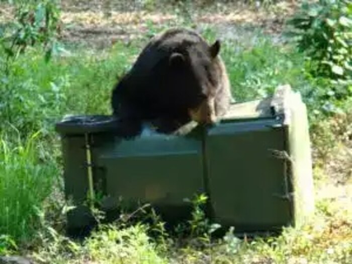 A black bear scavenges through dumpsters in a field.