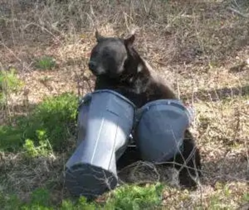 A black bear sniffs a trash can tipped over in a yard.