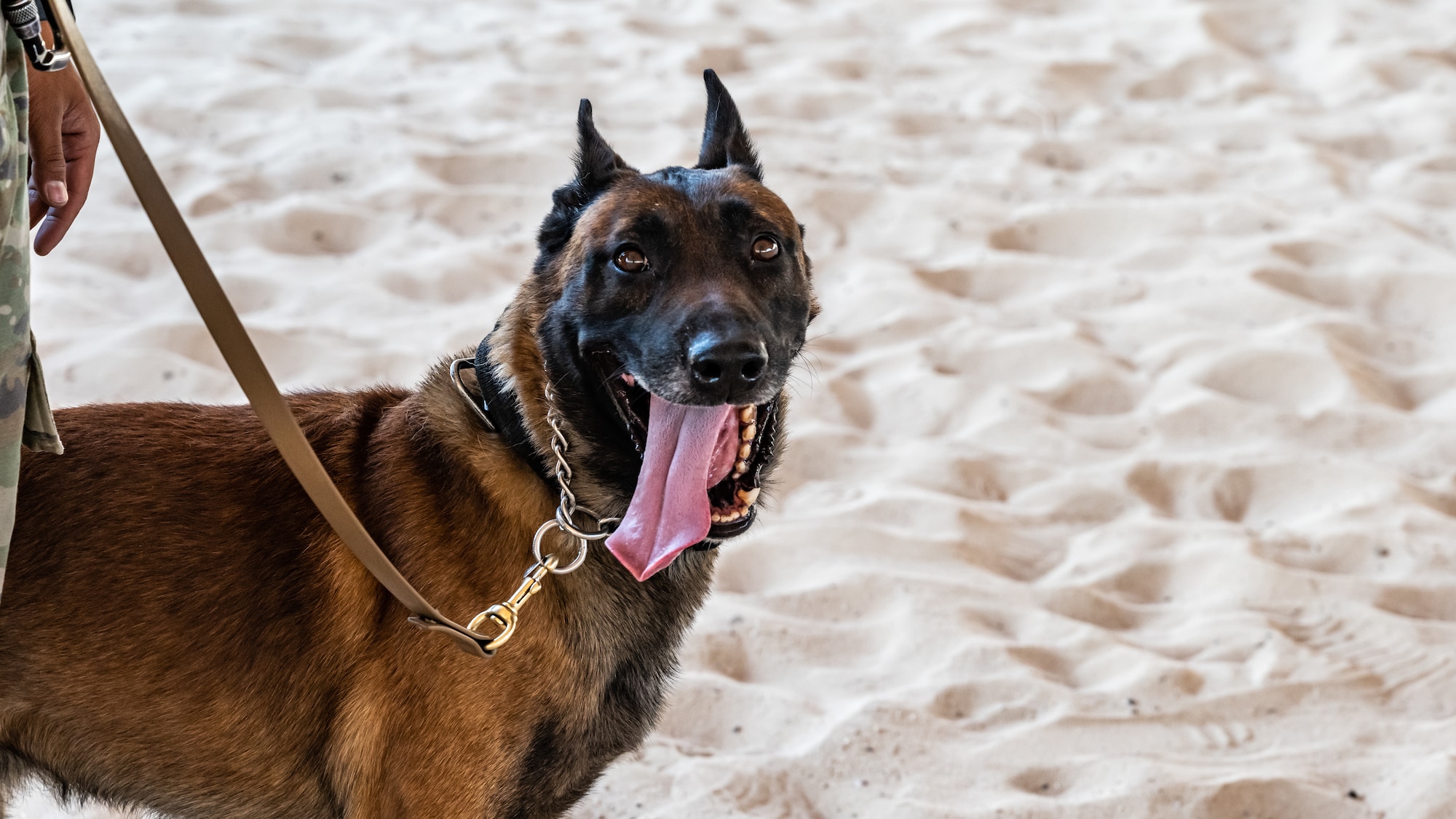 U.S. Air Force military working dog Betyar catches his breath during bite training at Ali Al Salem Air Base, Kuwait, July 26, 2023. MWD handlers and their loyal K-9 partners must train together constantly to ensure they can continue to safeguard the installation through advanced law enforcement and detection capabilities. (U.S. Air Force photo by Staff Sgt. Kevin Long)