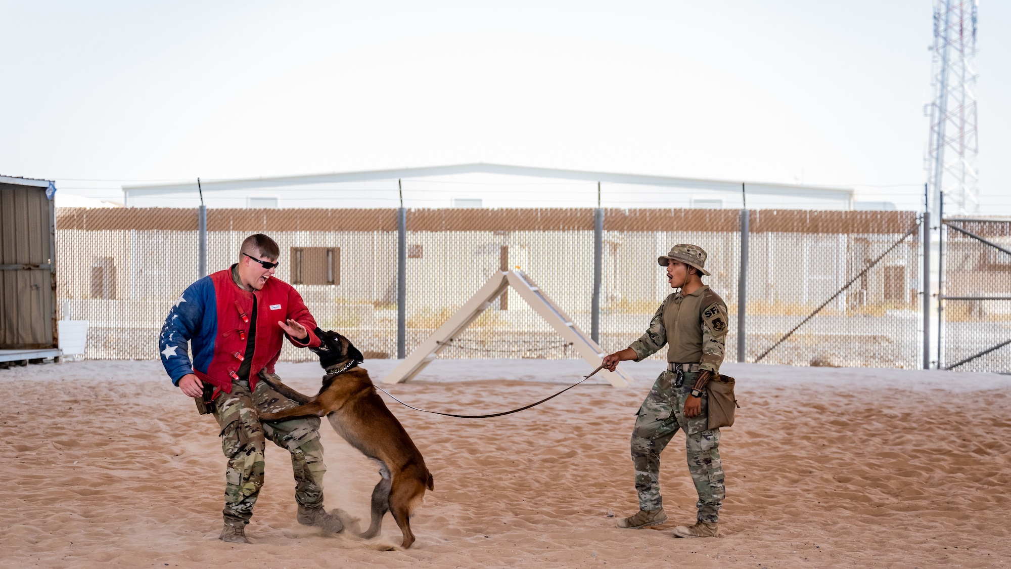 U.S. Air Force Senior Airman Christian Yadao, 386th Expeditionary Security Forces Squadron military working dog handler, commands MWD Betyar to take down Staff Sgt. Gage Hyler, 386th ESFS MWD handler, during bite training at Ali Al Salem Air Base, Kuwait, July 26, 2023. Ali Al Salem Air Base is the largest hub for MWDs in and out of the U.S. Central Command area of responsibility. (U.S. Air Force photo by Staff Sgt. Kevin Long)