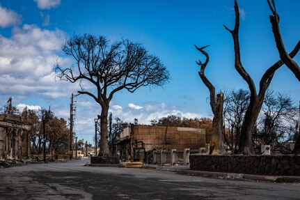 Wildfire-damaged buildings and trees are shown during daylight.