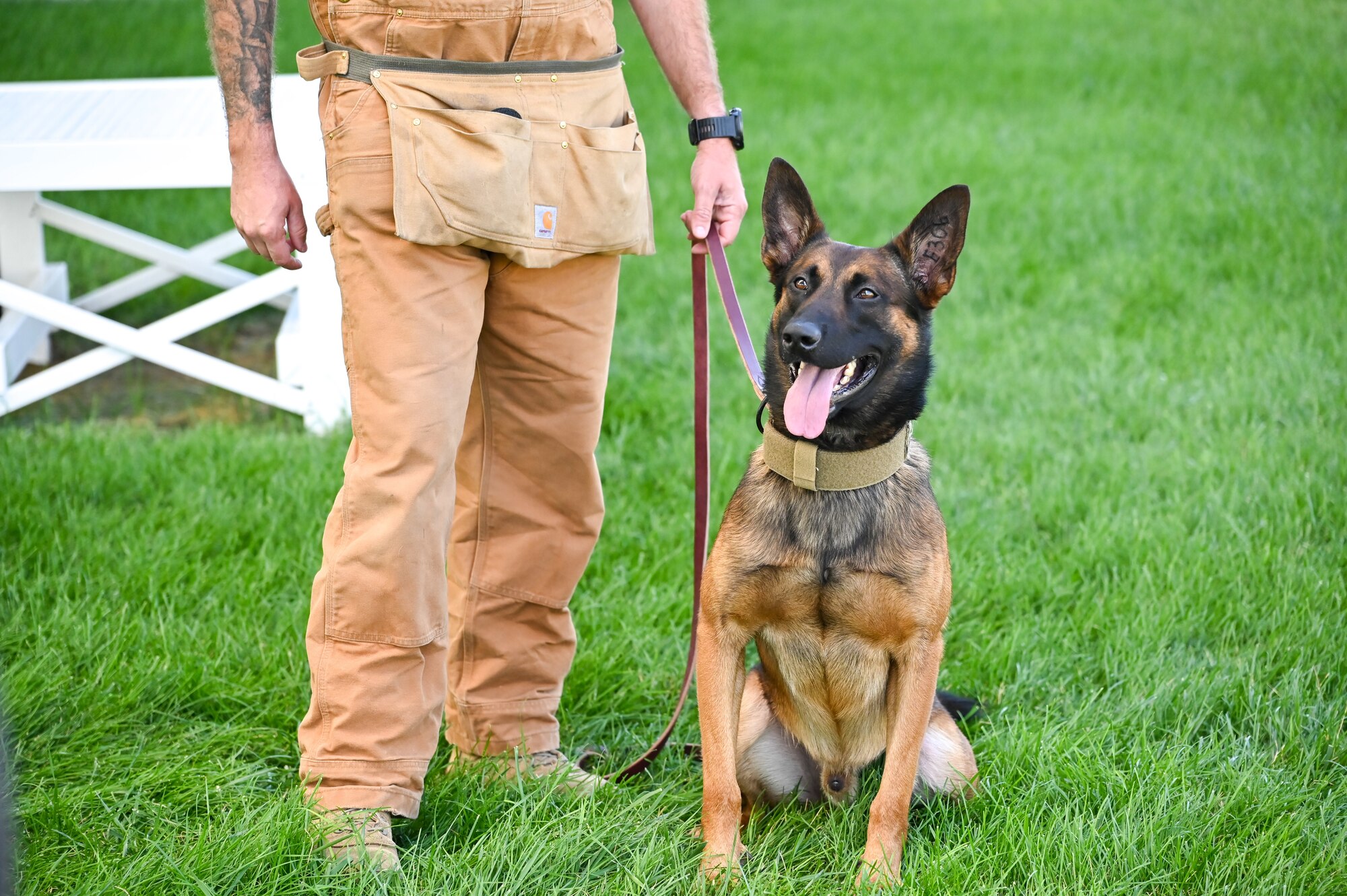 Military working dog SSoto during a training session Aug. 11, 2023, at Hill Air Force Base, Utah. MWD SSoto recently arrived at Hill AFB and just completed his first presidential mission. (U.S. Air Force photo by Cynthia Griggs)