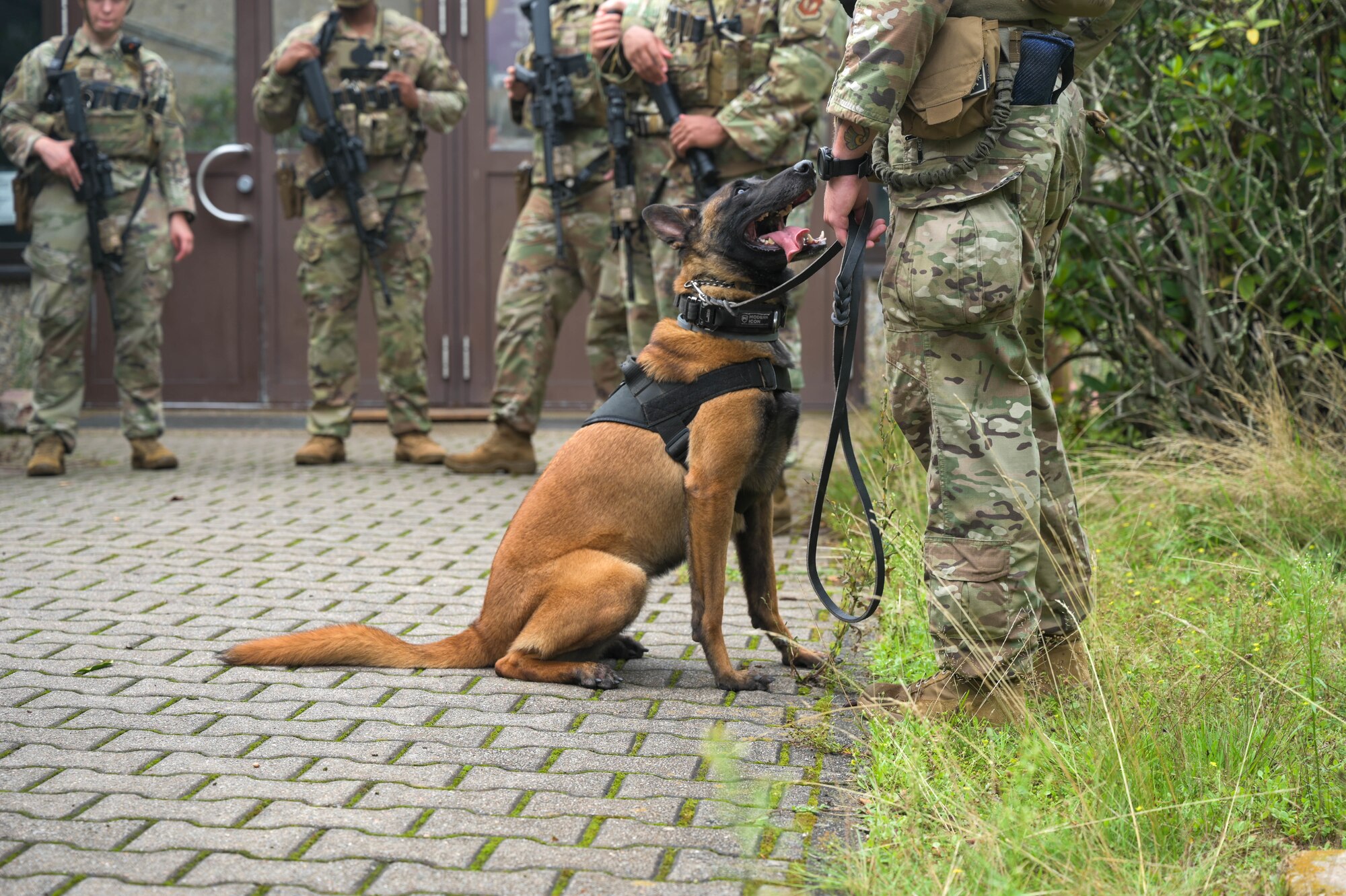 Dog sits with handler.