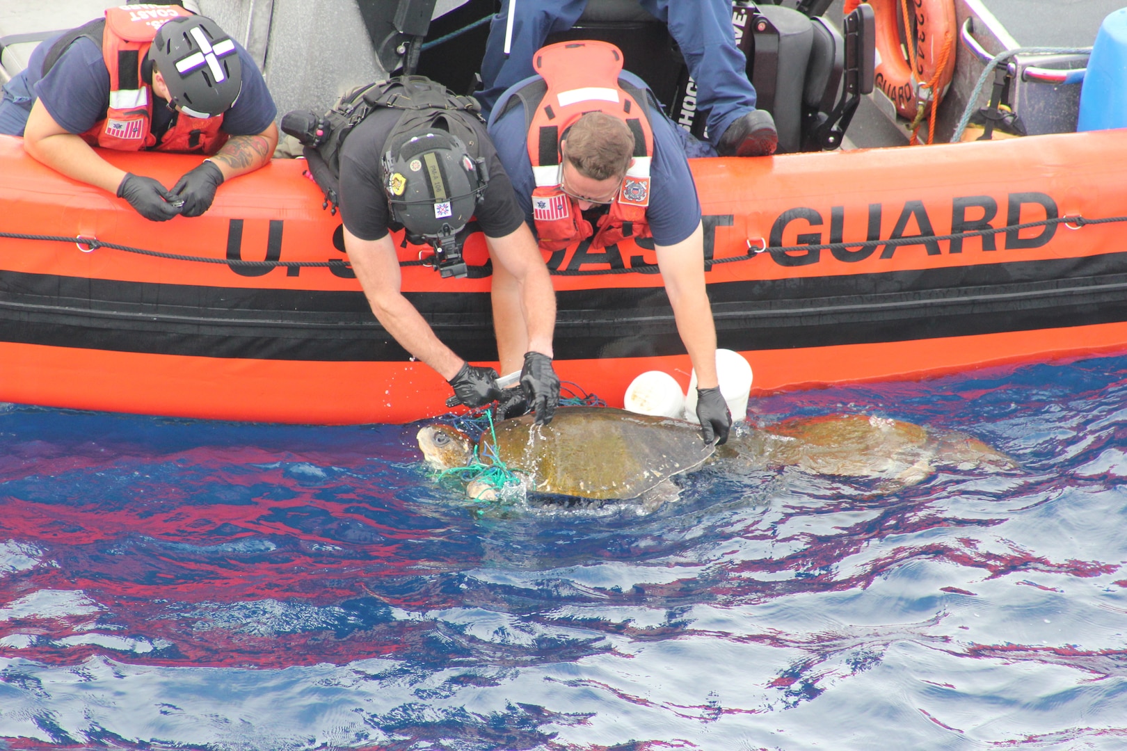 U.S. Coast Guard Cutter Active’s crew successfully rescued three endangered loggerhead sea turtles in the Pacific Ocean, July 10, 2023. The turtles were tangled in abandoned fishing gear, and the crew members removed the derelict gear and properly disposed of it to prevent further harm to wildlife. (U.S. Coast Guard photo)