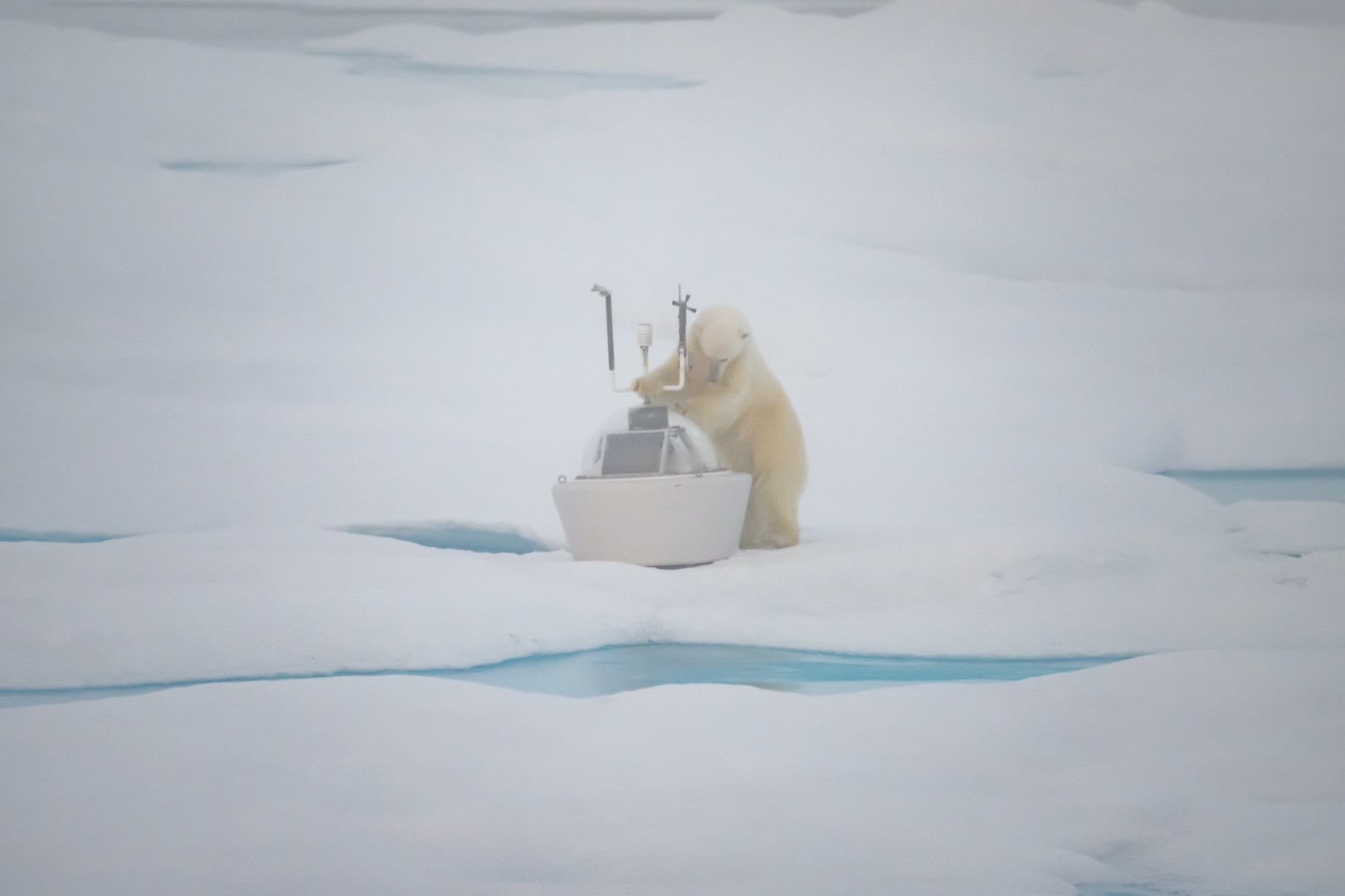 A curious polar bear is drawn to the Waves, Weather, Ice Mass, Balance and Ocean device that was installed by U.S. Coast Guard Cutter Healy (WAGB 20) crew and scientists on a multi-year ice floe in the Beaufort Sea, Aug. 13, 2023. Healy is the Coast Guard’s only icebreaker specifically designed for Arctic research, as well as the nation’s sole surface presence routinely operating in the Arctic Ocean. (Coast Guard photo by Petty Officer 1st Class Scott Bice)