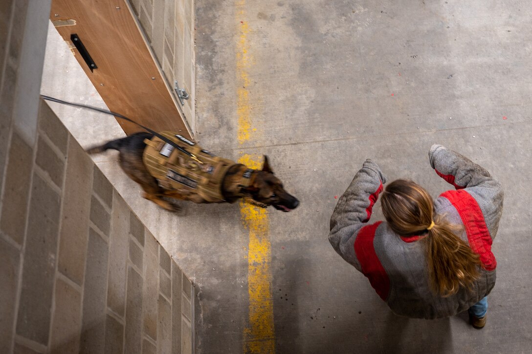 An overhead view of a military working dog approaching an airman wearing protective gear.