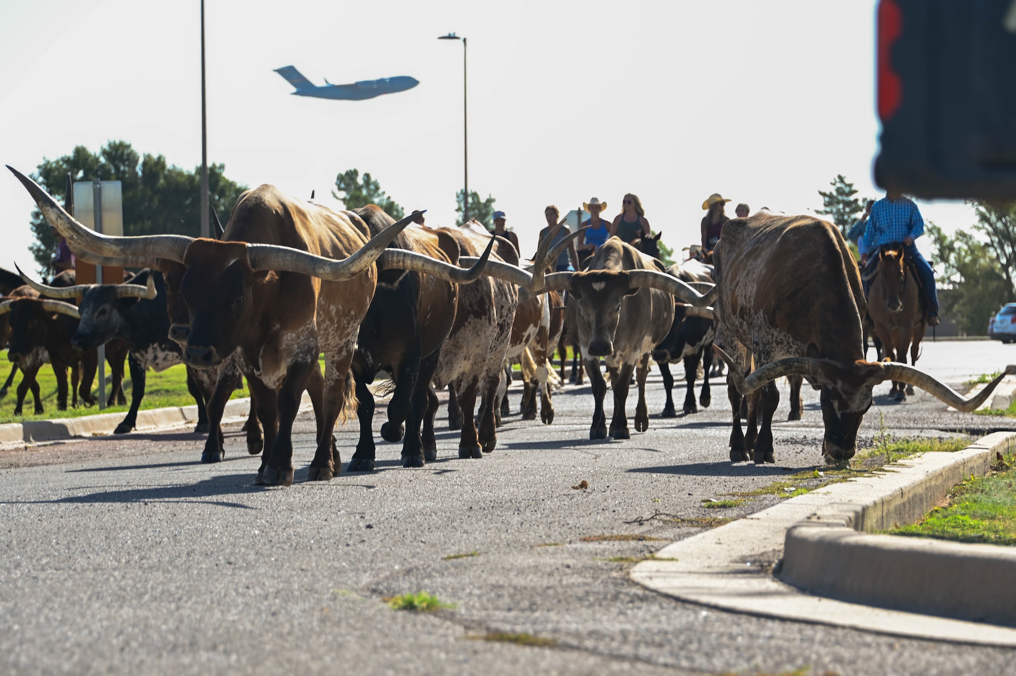 Longhorn cattle enter Altus Air Force Base (AFB), Oklahoma, during the 25th Annual Cattle Drive on Aug. 24, 2023. Altus AFB holds the Annual Cattle Drive yearly to pay homage to the ‘Great Western Cattle Trail,’ which was established in 1874 by rancher John T. Lyte. (U.S. Air Force photo by Airman 1st Class Heidi Bucins)