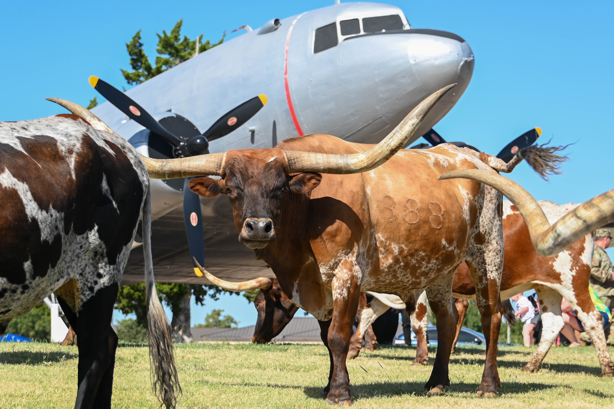 Longhorns graze while walking through Altus Air Force Base (AFB), Oklahoma, during the 25th Annual Cattle Drive, Aug. 24, 2023. The annual event honors the original ‘Great Western Cattle Trail,’ where millions of cattle trekked over 2,000 miles from Texas to Canada. (U.S. Air Force photo by Airman 1st Class Heidi Bucins)