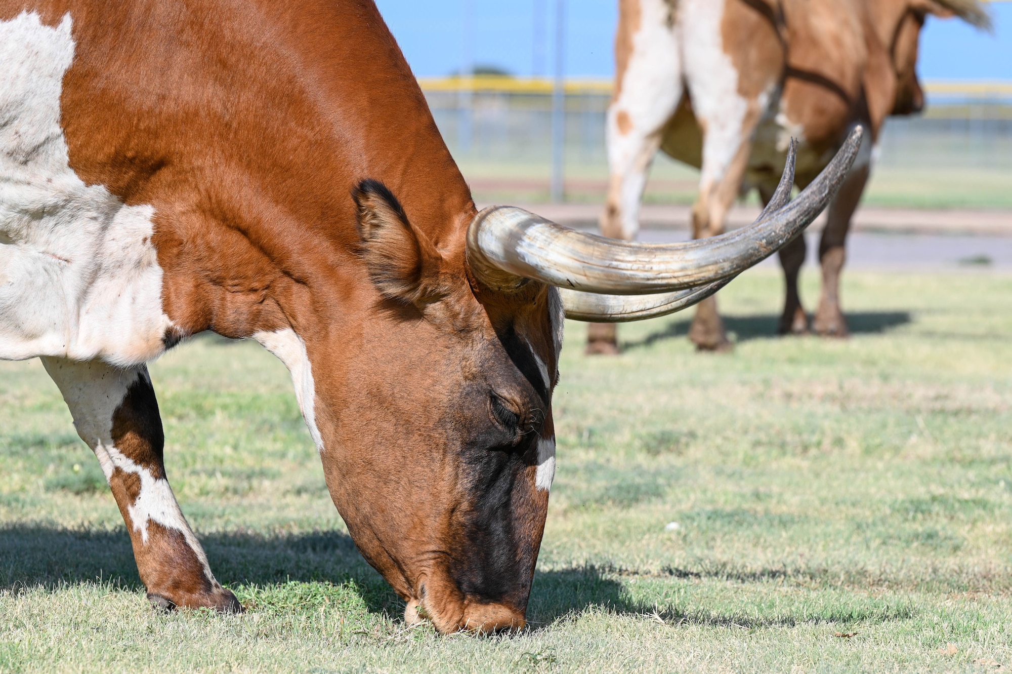 A longhorn grazes during the 25th Annual Cattle Drive at Altus Air Force Base (AFB), Oklahoma, Aug. 24, 2023. The cattle drive is unique to Altus AFB - the only military installation in the world to host this kind of event. (U.S. Air Force photo by Senior Airman Trenton Jancze)