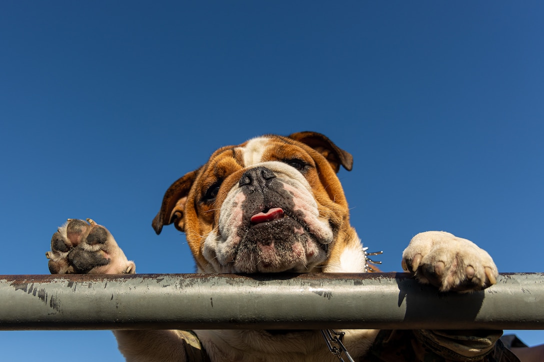 U.S. Marine Corps Pvt. Bruno, the mascot of Marine Corps Recruit Depot San Diego, conducts a pull-up on the training grounds at MCRD San Diego, Aug. 28, 2023. The mascots job is to boost morale, participate in outreach work, and attend events and ceremonies.