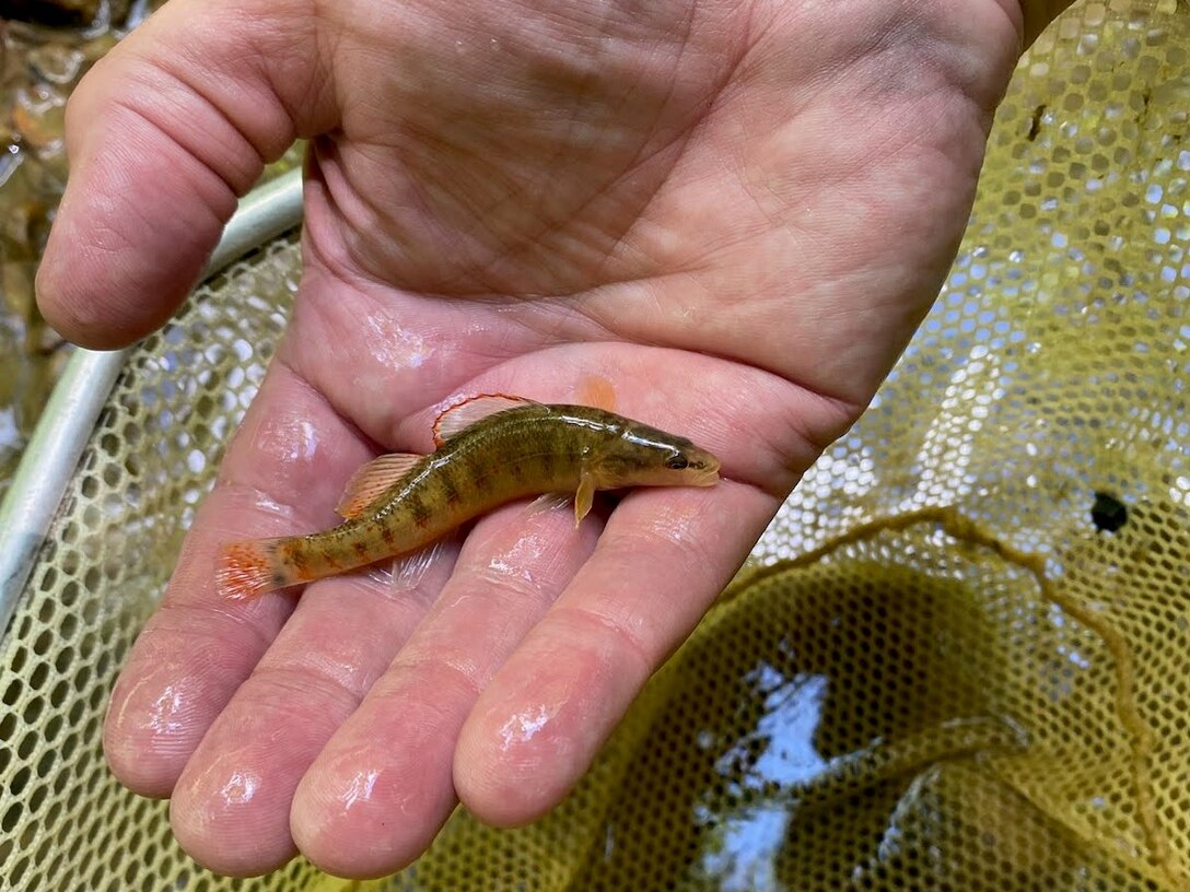 Surveys near Buckhorn Lake leads to discovery of new population of threatened Kentucky Arrow Darter