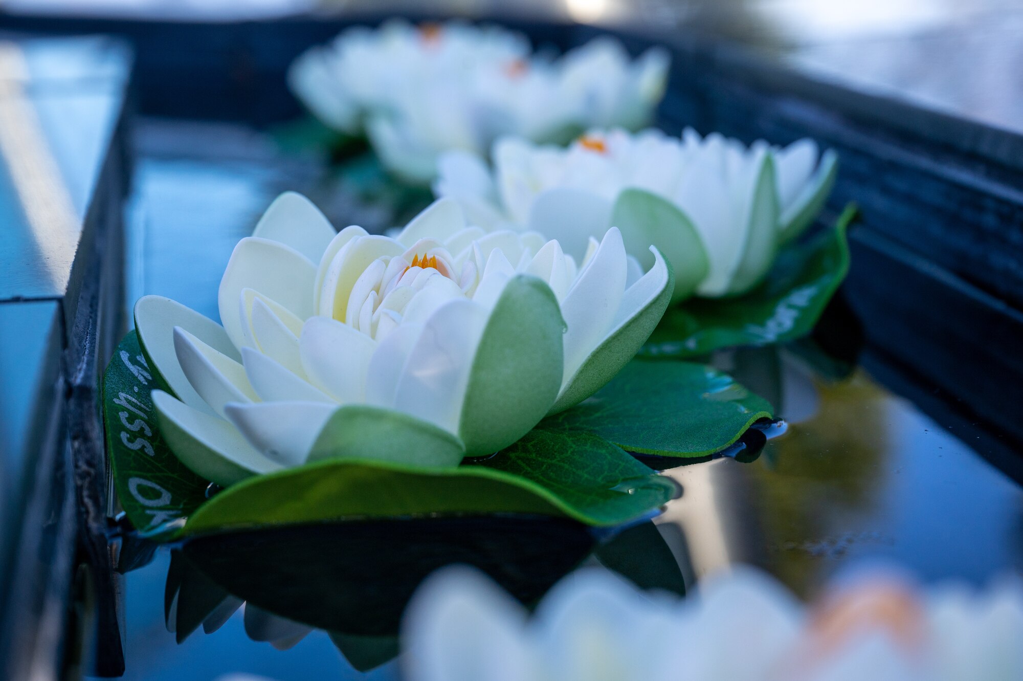 Flowers float in water.