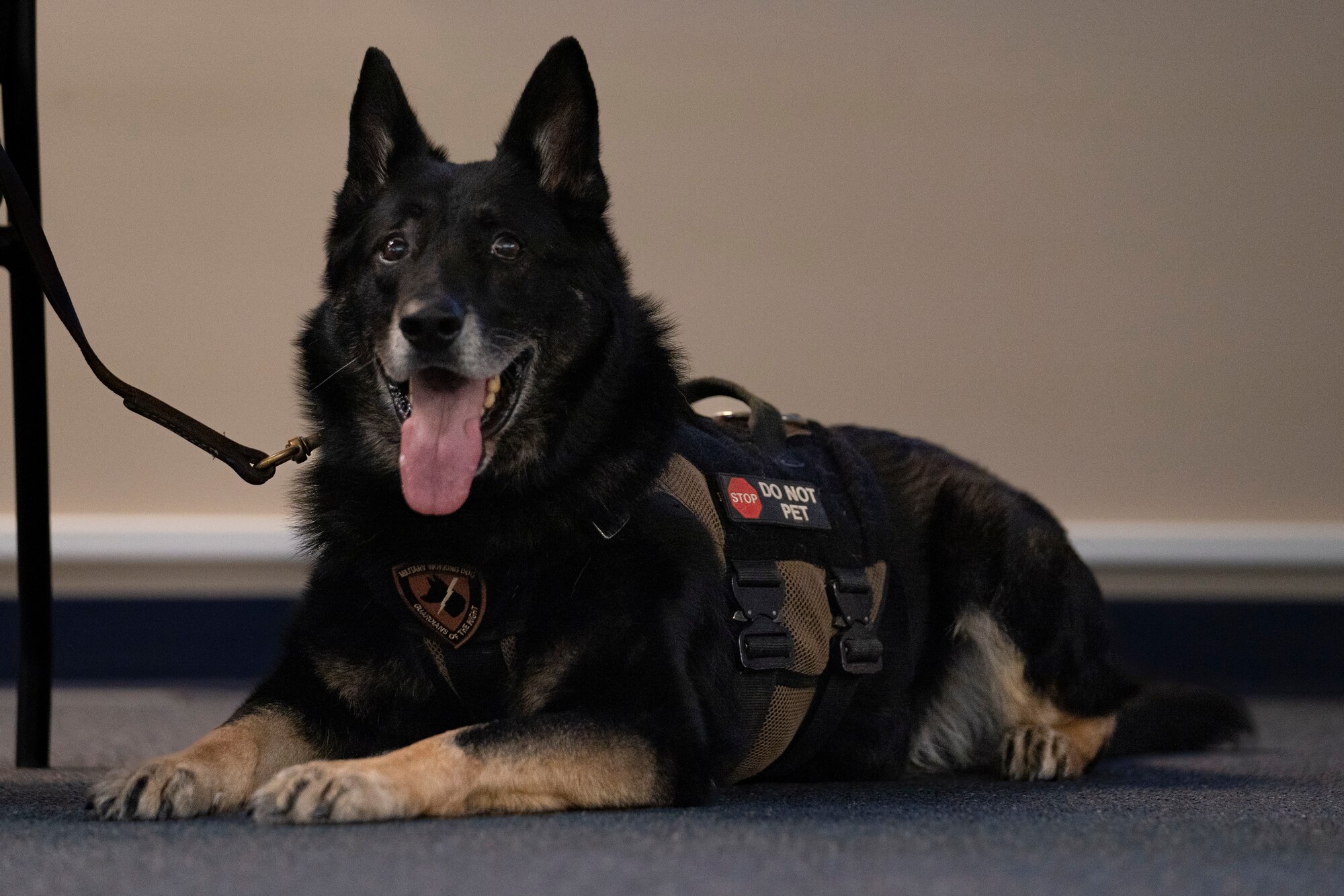 Photo of military working dog retirement ceremony