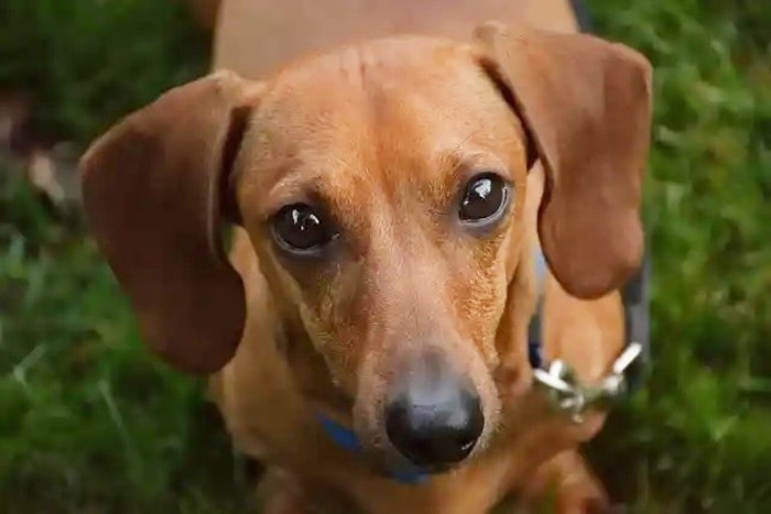 A dachshund looks at the camera.