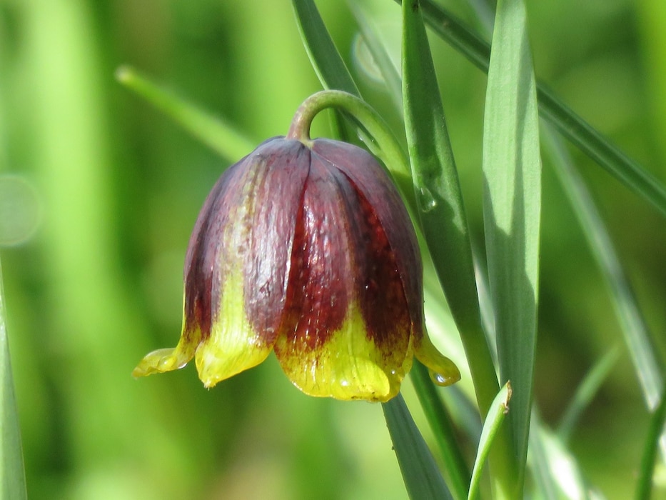 Photo of bulbs blooming in the Charles S. English Botanical Garden, Lake Washington Ship Canal and Hiram M. Chittenden Locks, Seattle.