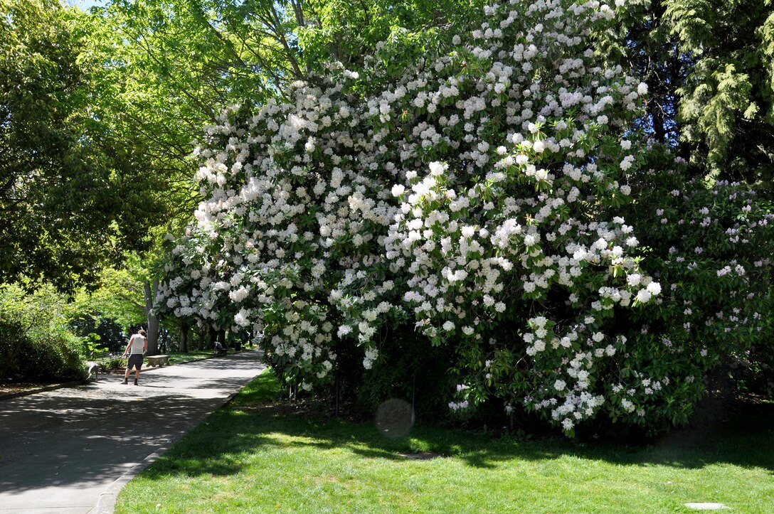 Photo of trees blooming with white flowers grown in the Charles S. English Botanical Garden, Lake Washington Ship Canal and Hiram M. Chittenden Locks, Seattle.