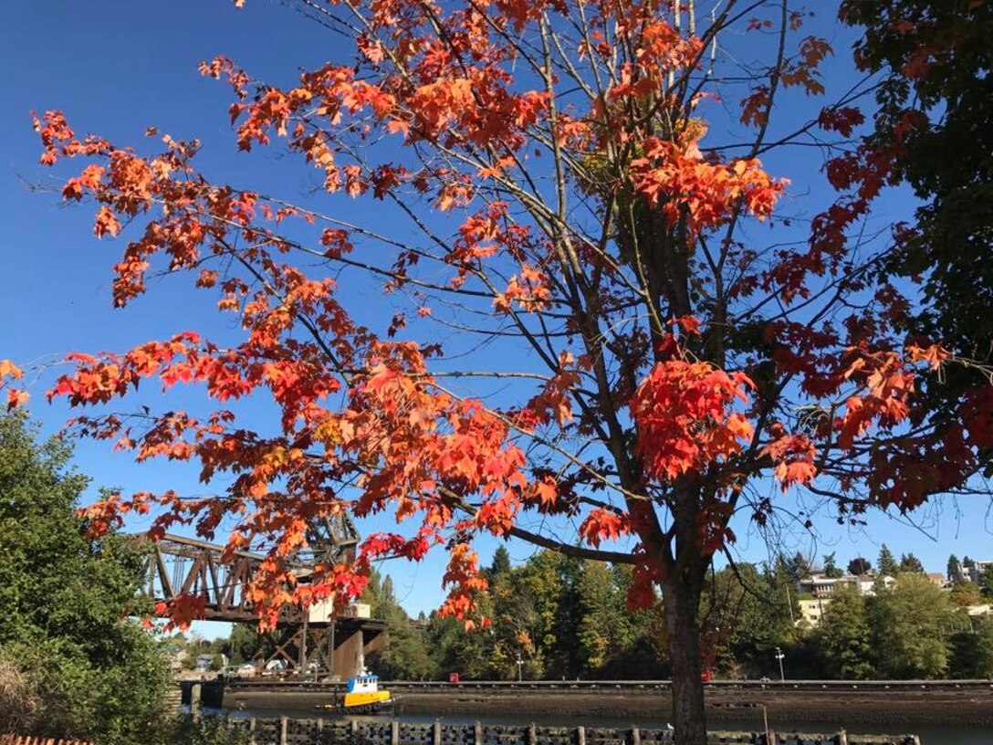 Photo of trees in fall in the Charles S. English Botanical Garden, Lake Washington Ship Canal and Hiram M. Chittenden Locks, Seattle.
