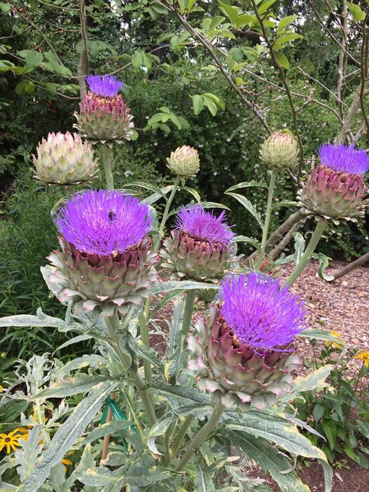 Photo of a bunch of artichoke flowers grown in the Charles S. English Botanical Garden, Lake Washington Ship Canal and Hiram M. Chittenden Locks, Seattle.