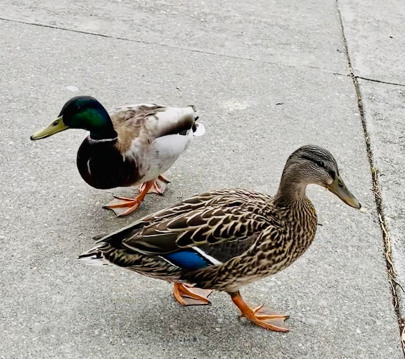 Photo of a pair of ducks, residents at the Lake Washington Ship Canal, Seattle.
