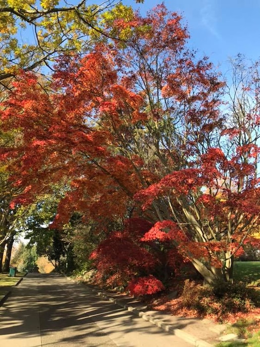 Photo of tree leaves changing color for fall