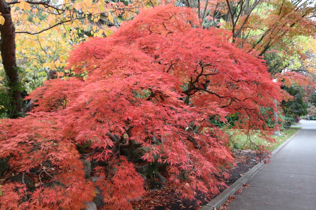 Photo of Japanese Maple tree.