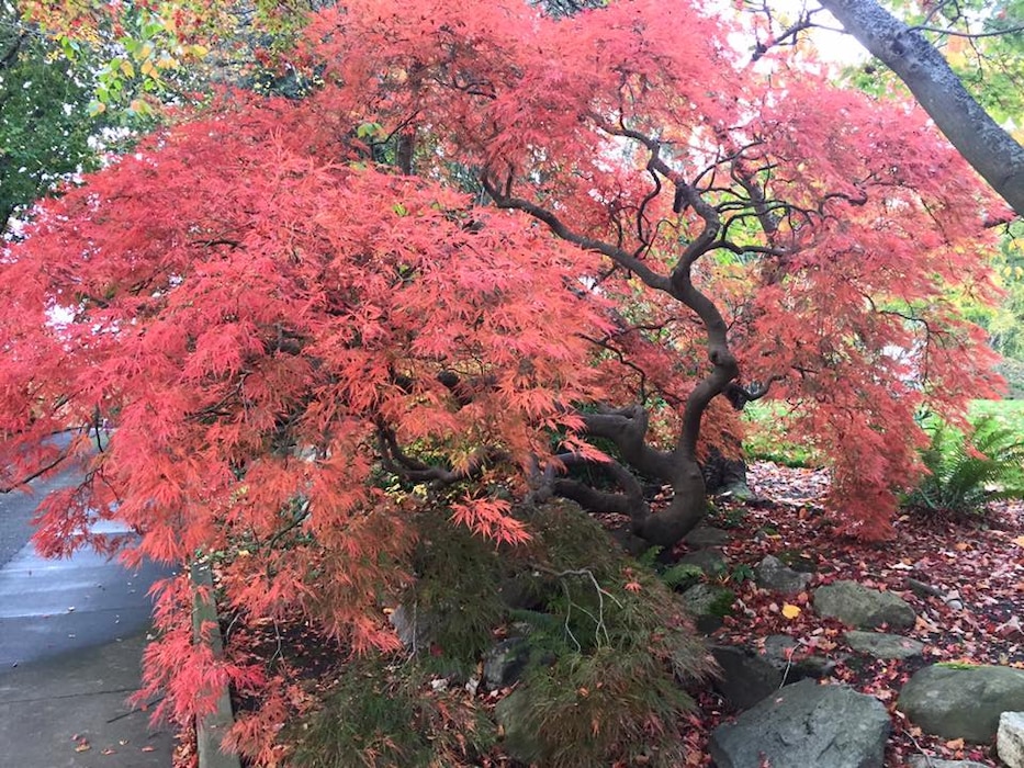 Photo of Japanese Maple tree