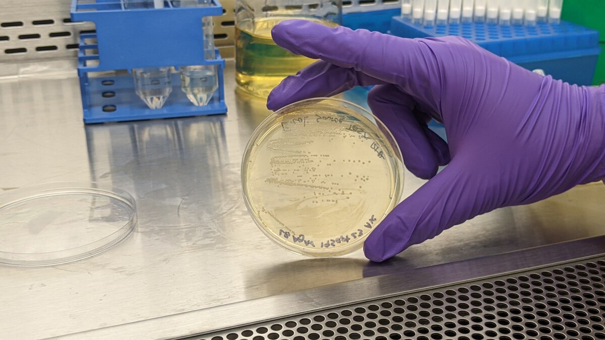 Richard Agans, senior research biologist at the United States Air Force School of Aerospace Medicine, or USAFSAM, holds an E. coli culture in the microbiology lab Oct. 6, 2023. USAFSAM is collaborating with Georgia Tech and the Georgia Tech Research Institute on a new research project to develop modified strains of probiotic bacteria to help fight against influenza. (U.S. Air Force photo / Jeremy Dunn)