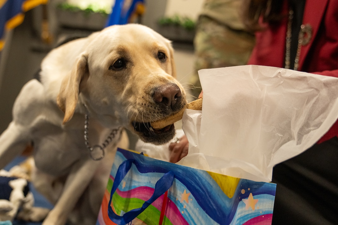 A person passes a dog a treat behind a birthday gift bag.