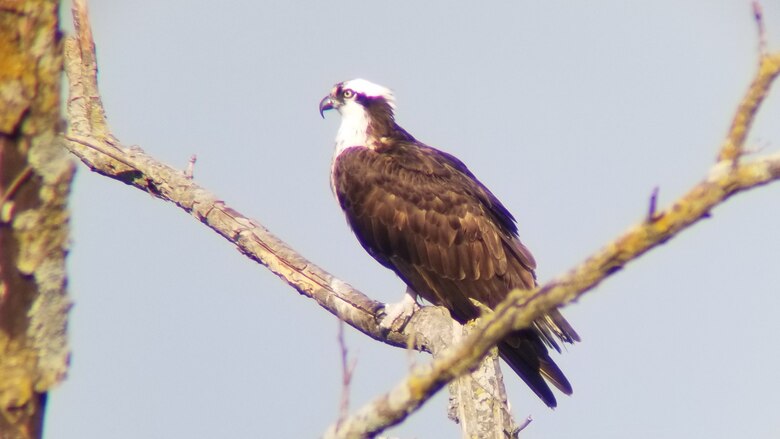 A brown and white bird sits in a tree.