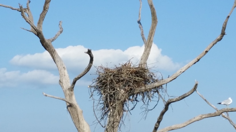 A nest of sticks sits in a dead tree with blue sky in the background.