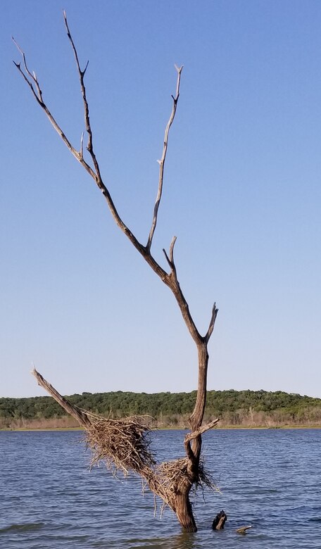 A nest of sticks sits in a dead tree in the water with tress and blue sky in the background.