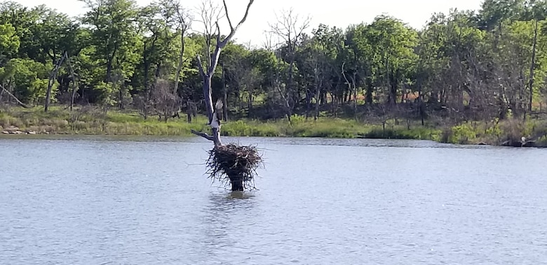 A nest of sticks sits in a dead tree in the water with trees in the background.