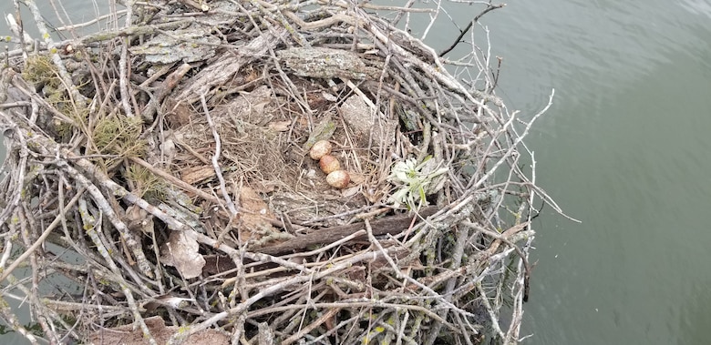 Three brown eggs sit in a nest of sticks.