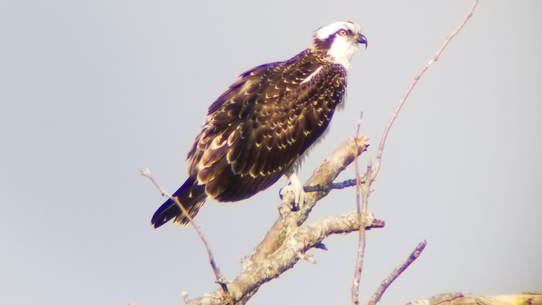 A brown bird with a white head sits in a tree branch.